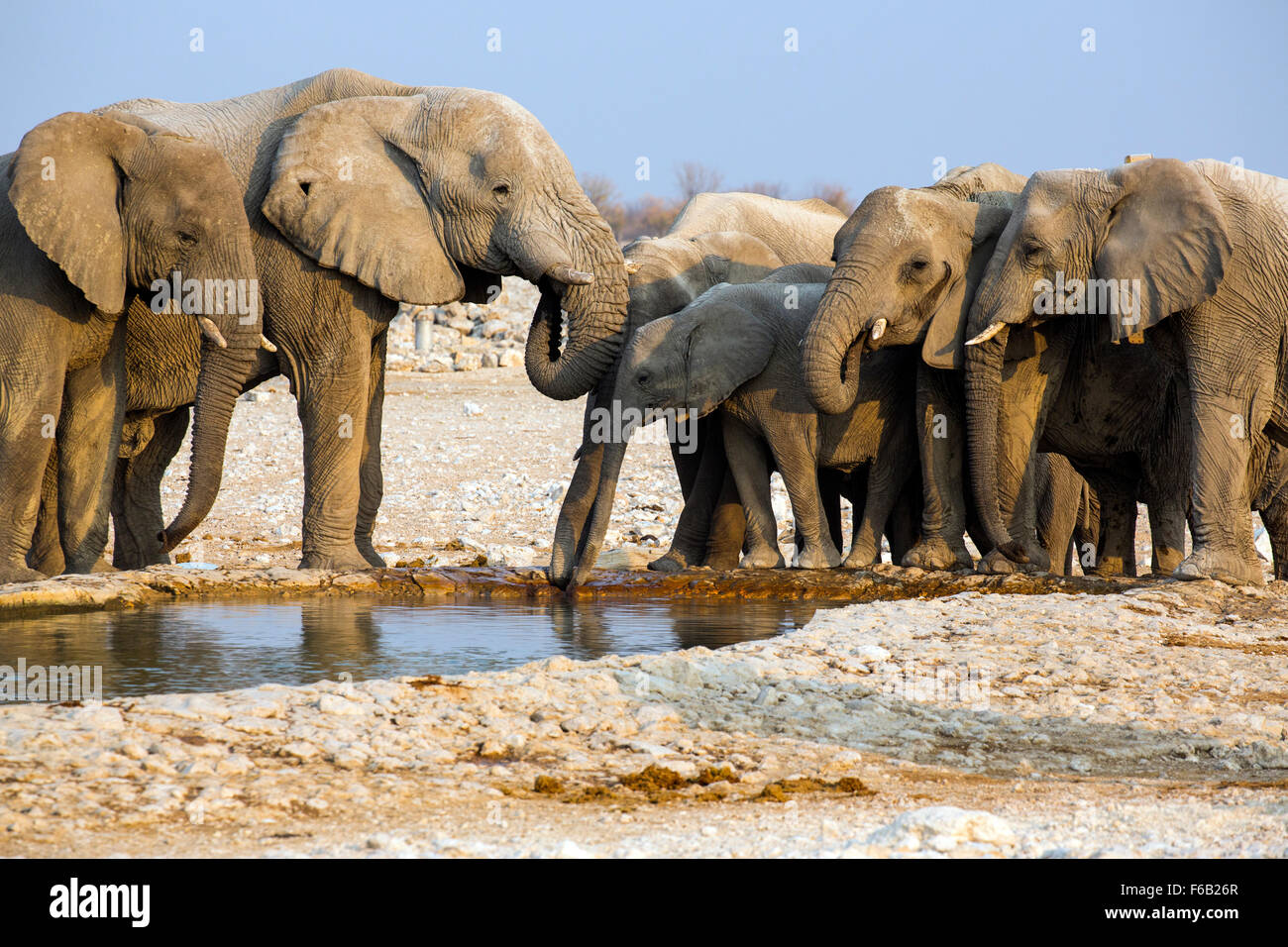 Les éléphants de savane africaine au waterhole, Etosha National Park, Namibie, Afrique Banque D'Images