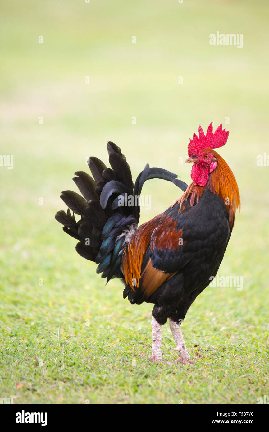Rooster Kauai sur pelouse (Gallus gallus domesticus) Banque D'Images