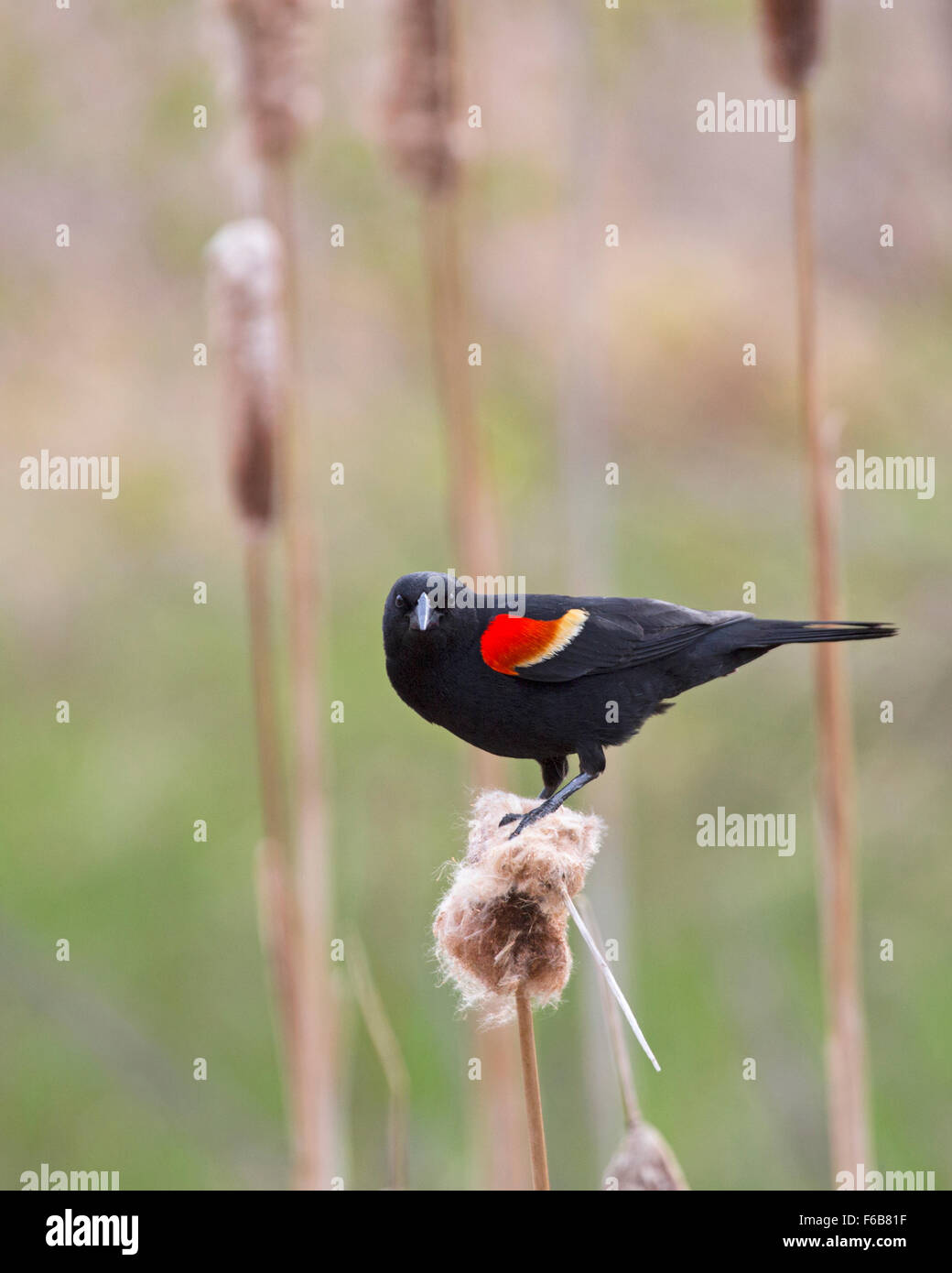 Oiseau noir ailé rouge (Agelaius phoeniceus), oiseau mâle perché sur la tête de semence de queue de chat (Typha latifolia) dans une zone humide Banque D'Images