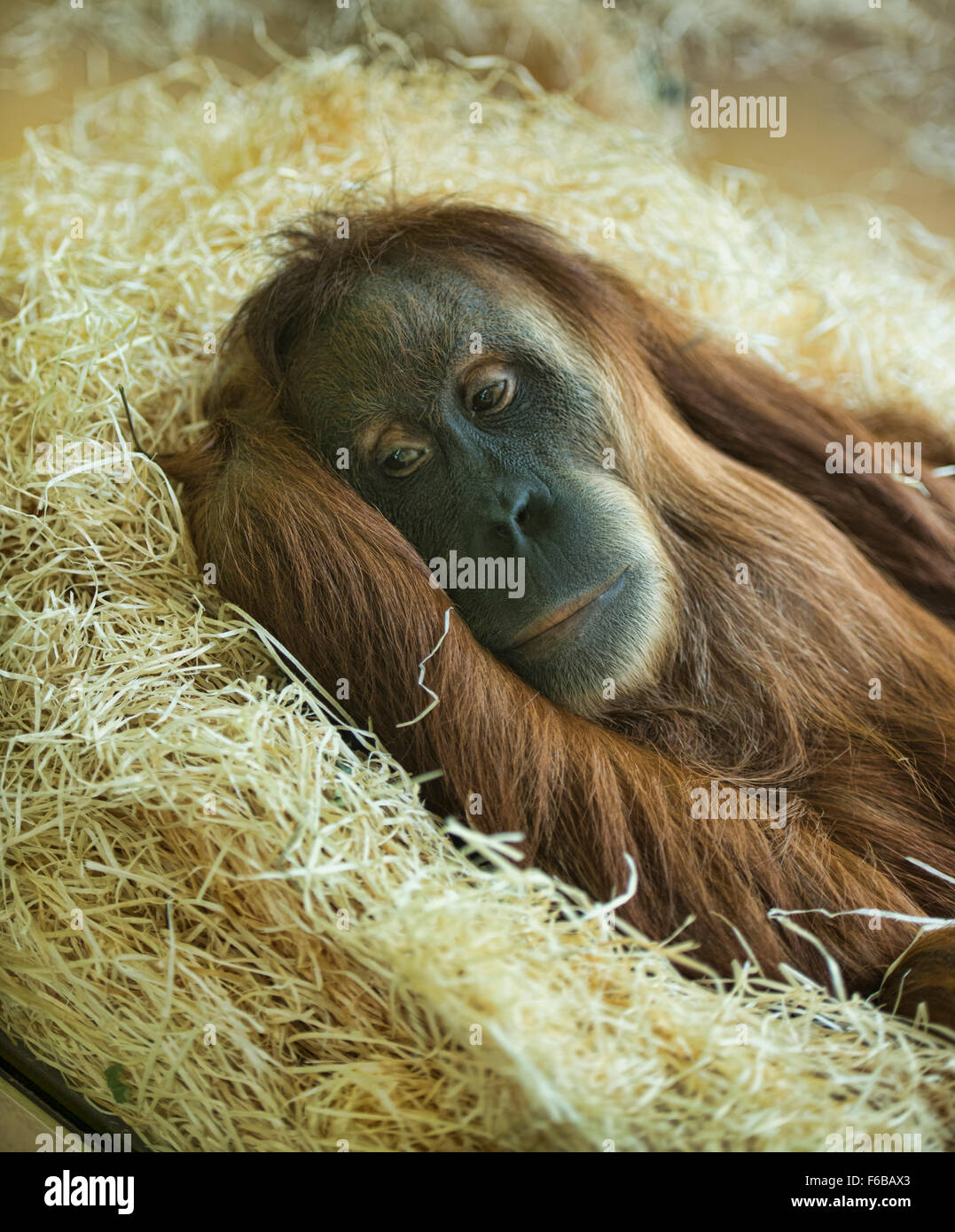 L'orang-outan de Sumatra (Pongo abelii) au repos Banque D'Images