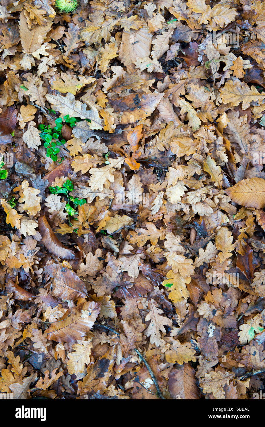 Castanea sativa et Quercus robur. Le châtaignier et le chêne tombé les feuilles des arbres en automne. UK Banque D'Images