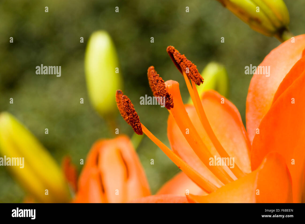 Macro close up detail de la floraison lys orange Banque D'Images