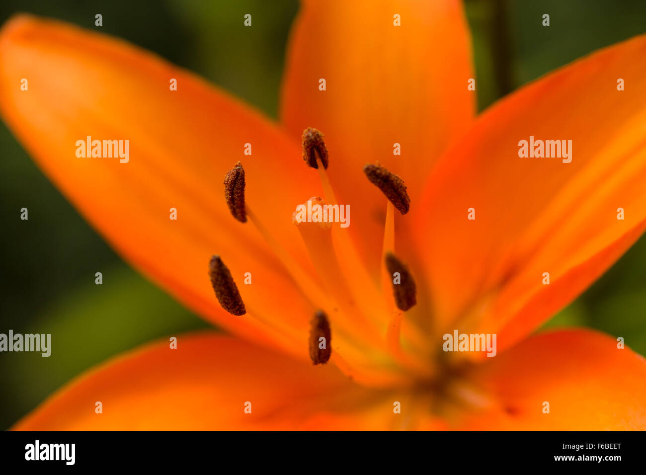 Macro close up detail de la floraison lys orange Banque D'Images