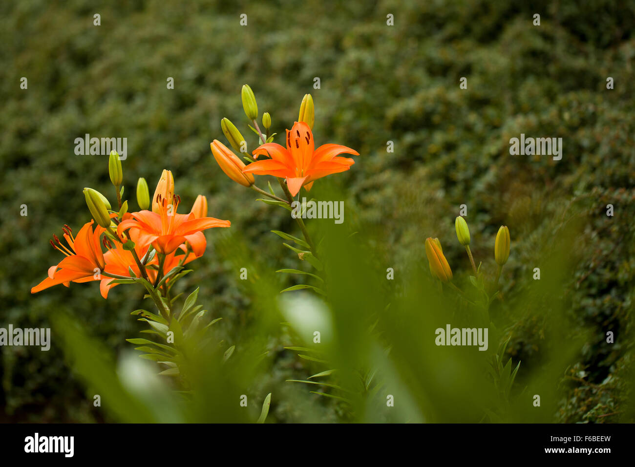 Lys orange floraison jardin en été avec l'accent peu profondes Banque D'Images