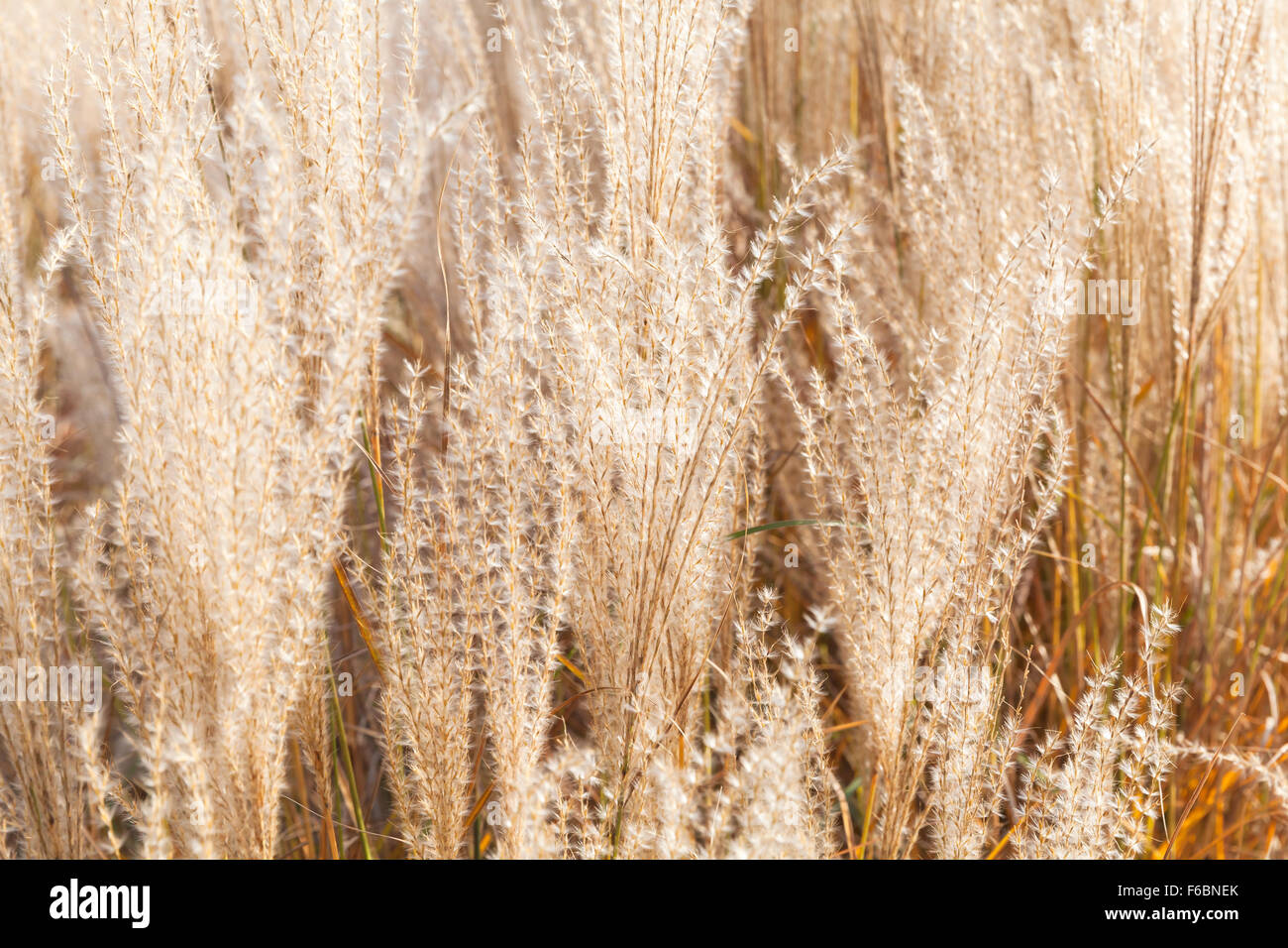 Fond photo, sec fluffy reed fleurs dans le parc européen d'automne Banque D'Images