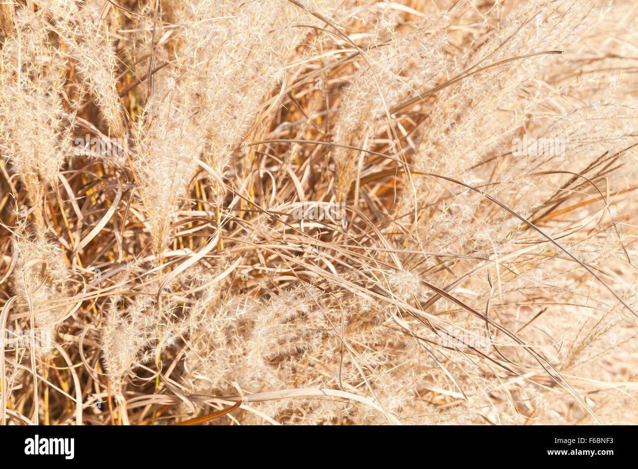Contexte photo avec des fleurs sèches reed d'automne, Parc Européen Banque D'Images