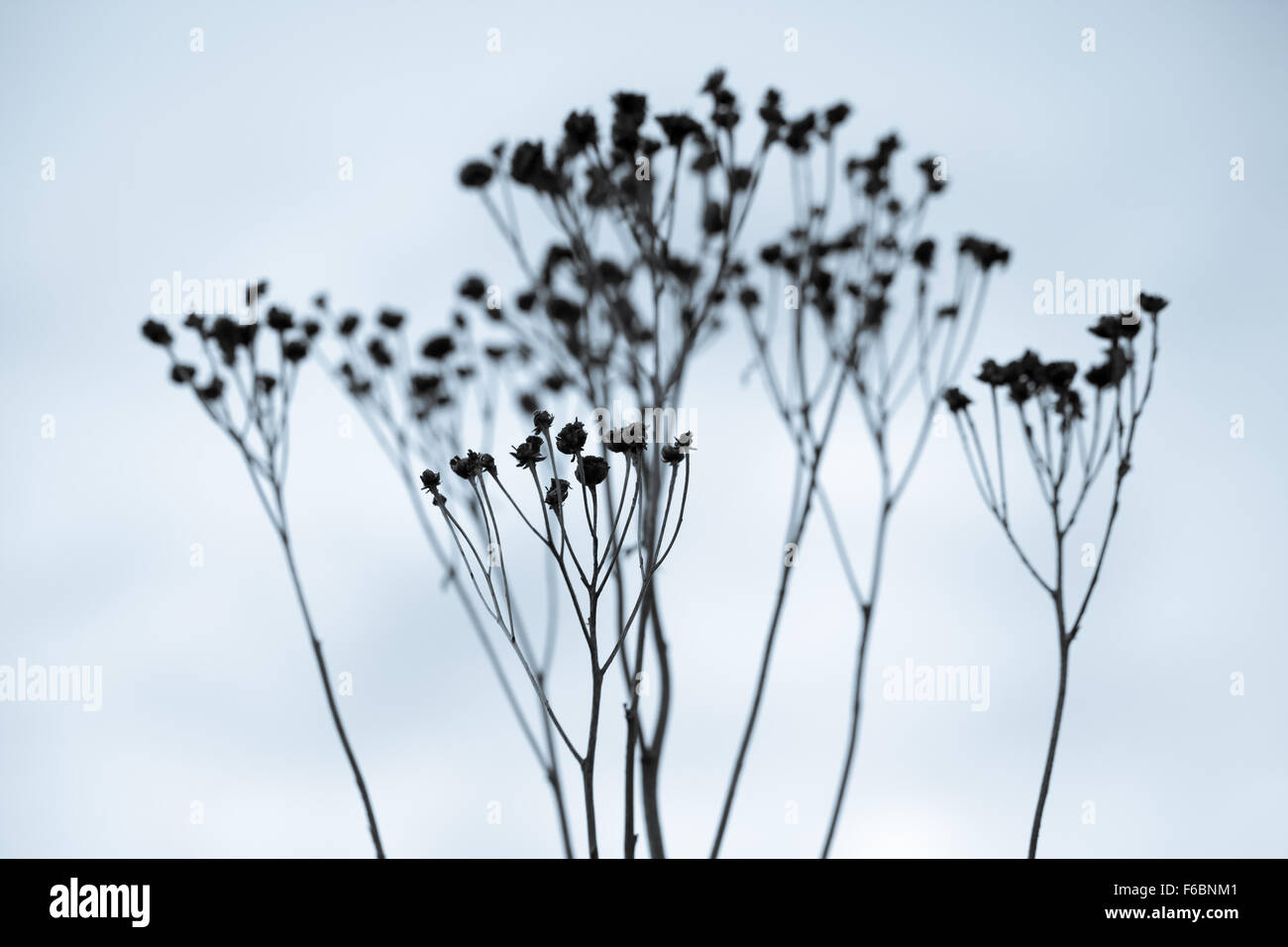Les fleurs mortes sèches sur fond de ciel bleu des silhouettes en hiver Banque D'Images