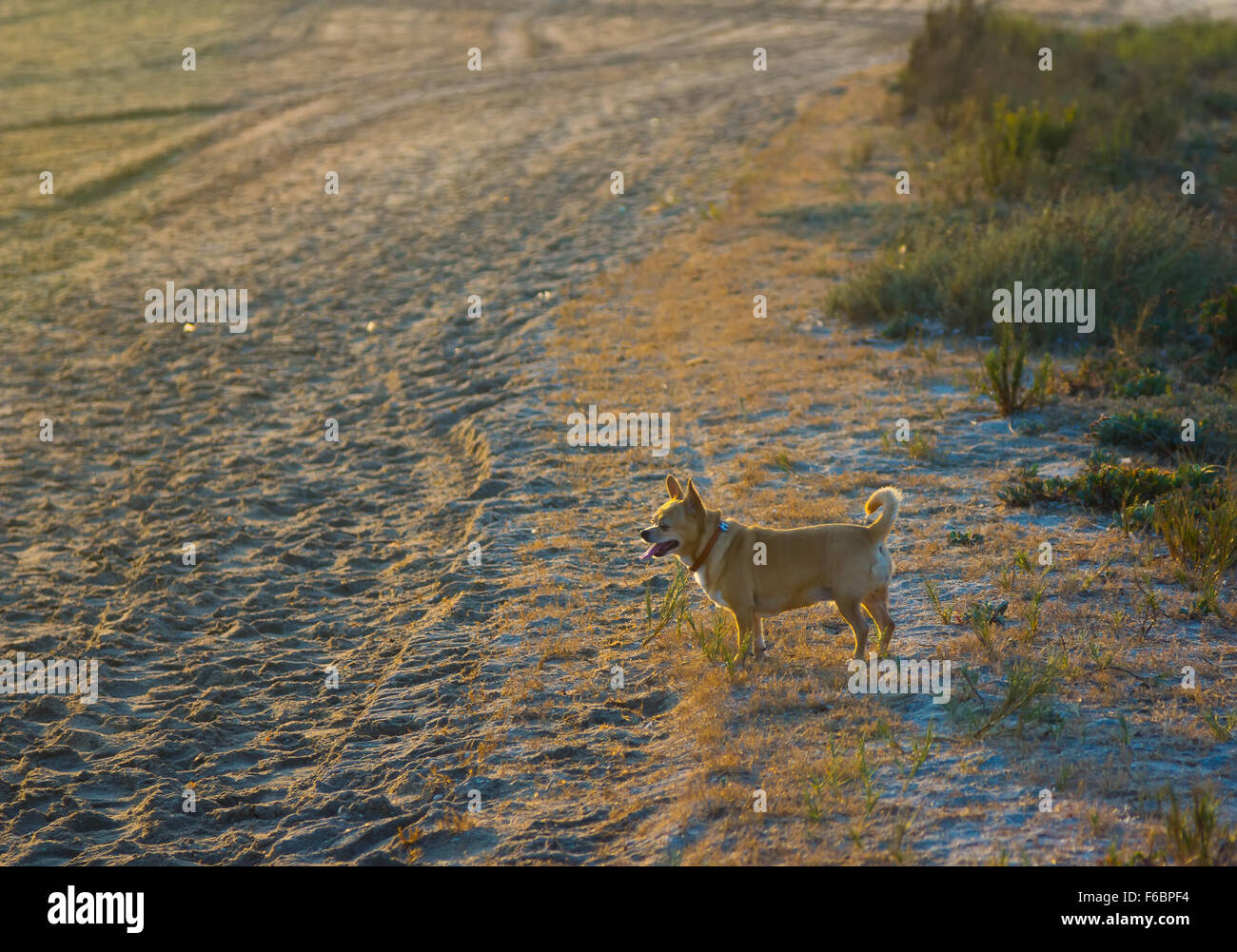 Chihuahua petite balade sur la plage Banque D'Images