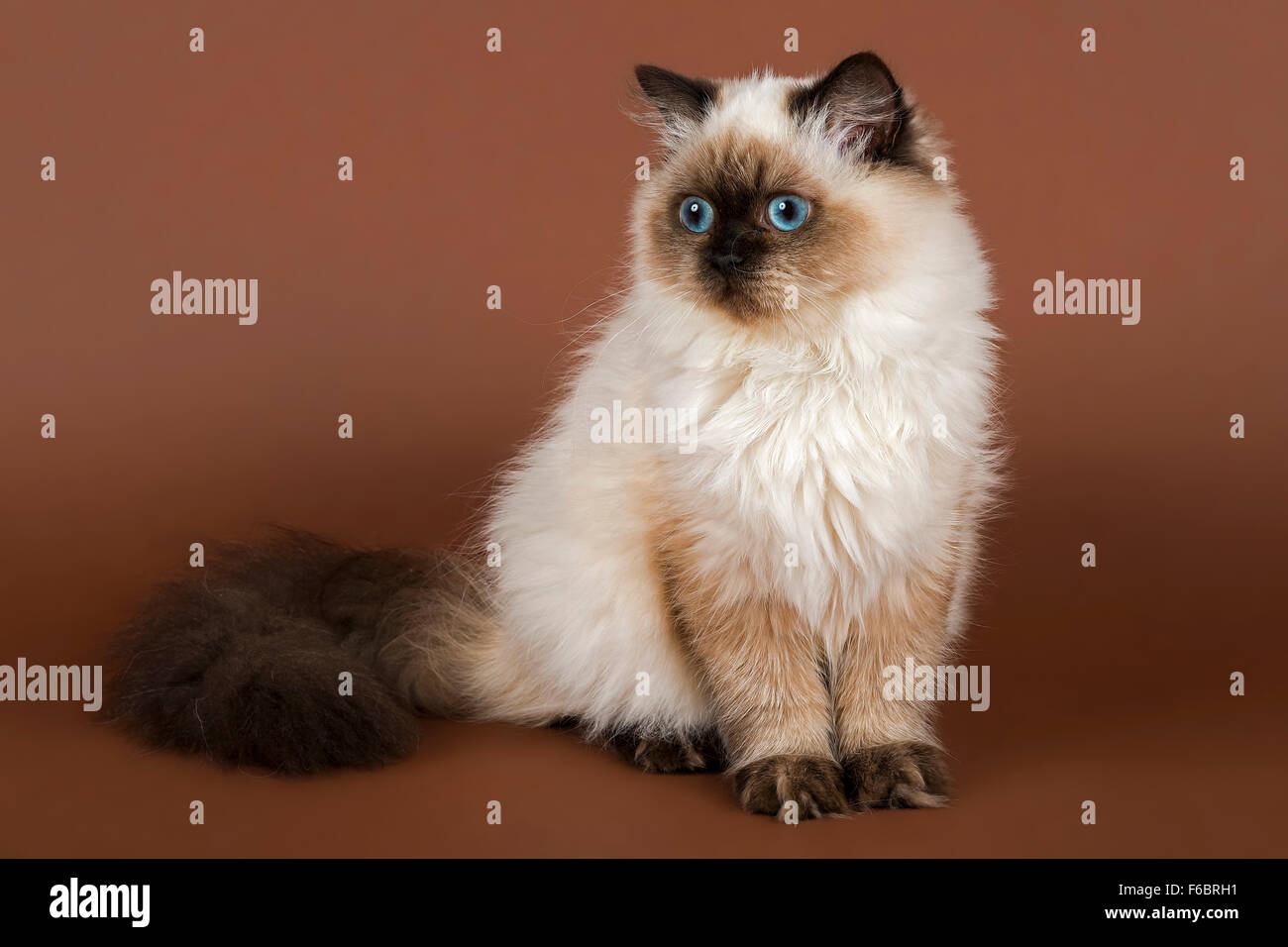 British Longhair cat, l'âge de 7 mois, couleur Sealpoint Banque D'Images