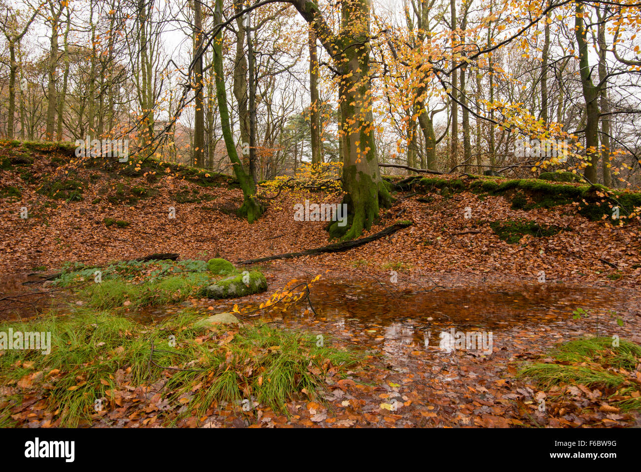 Bois d'automne à Grasmere, Lake District Cumbria England UK Banque D'Images