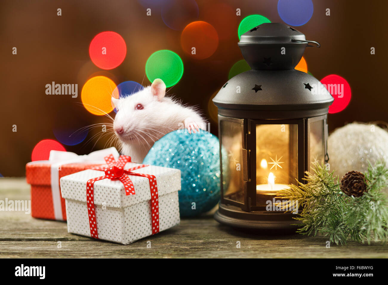Rat blanc mignon parmi les décorations de Noël Banque D'Images
