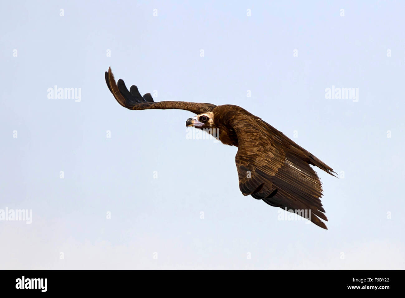 Cinereous vulture, Bikaner, Rajasthan, Inde, Asie Banque D'Images