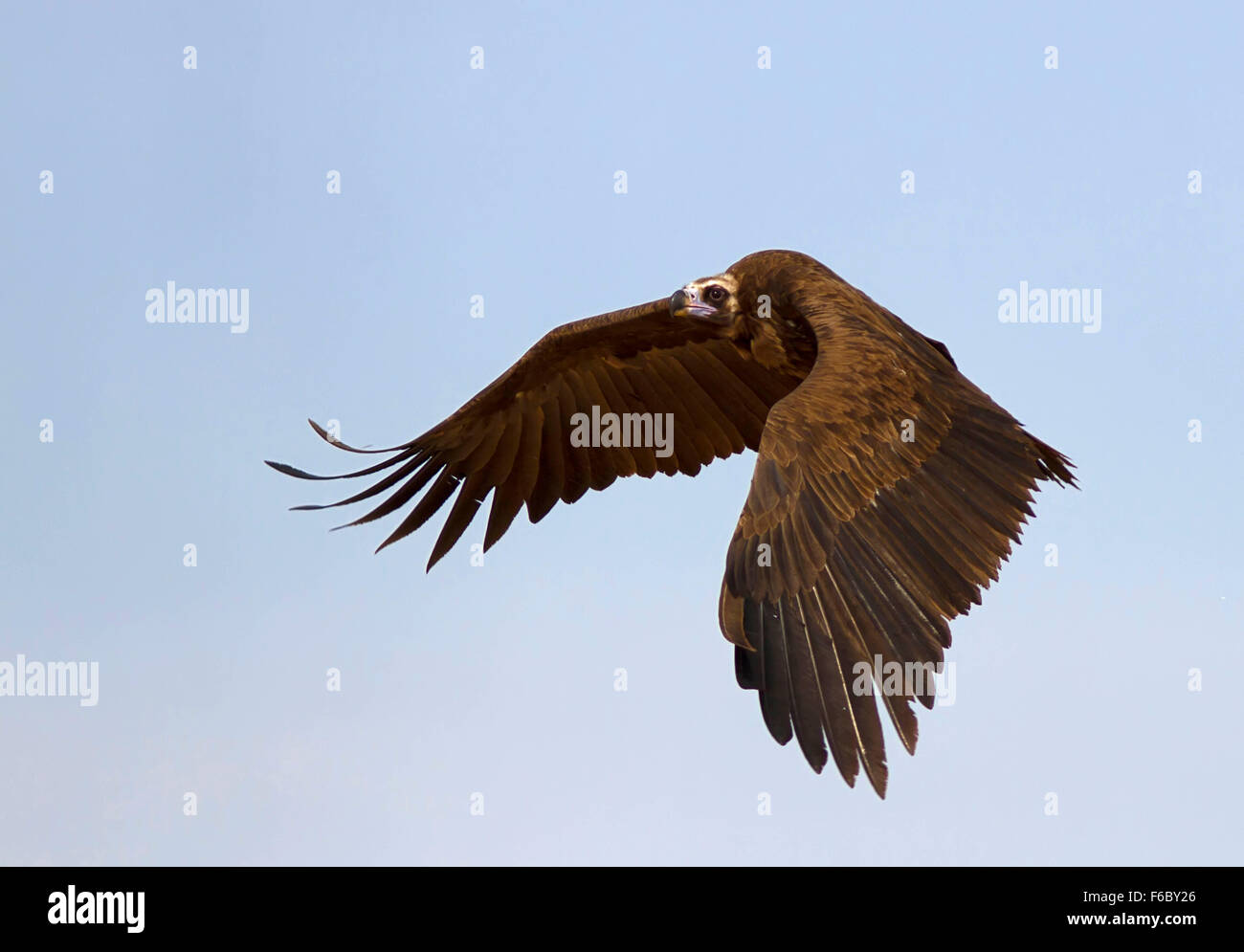 Cinereous vulture, Bikaner, Rajasthan, Inde, Asie Banque D'Images