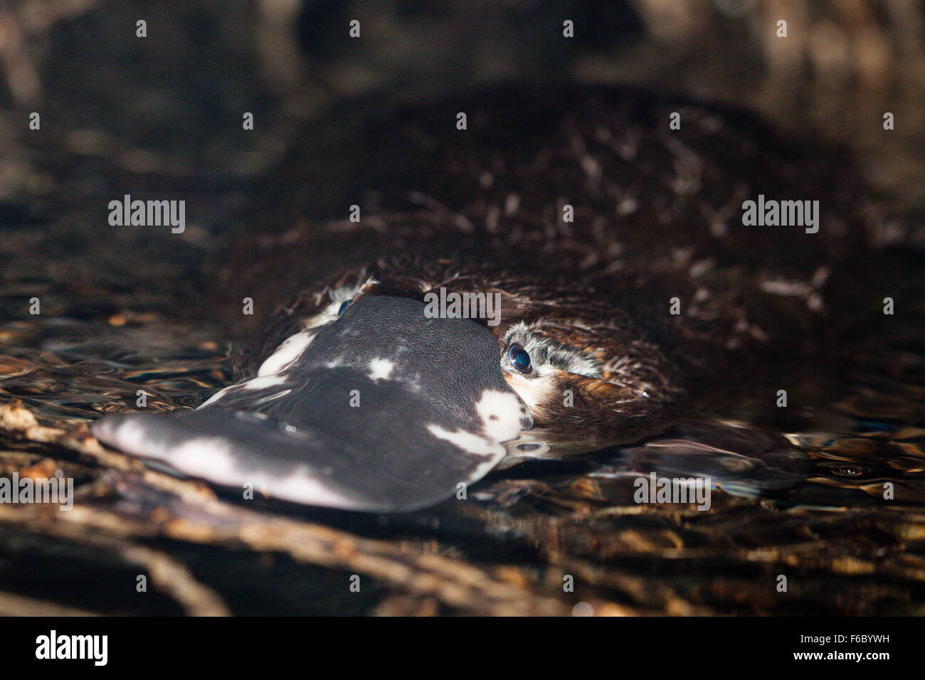 Ornithorynque, Omithorhynchus anatinus, Queensland, Australie Banque D'Images