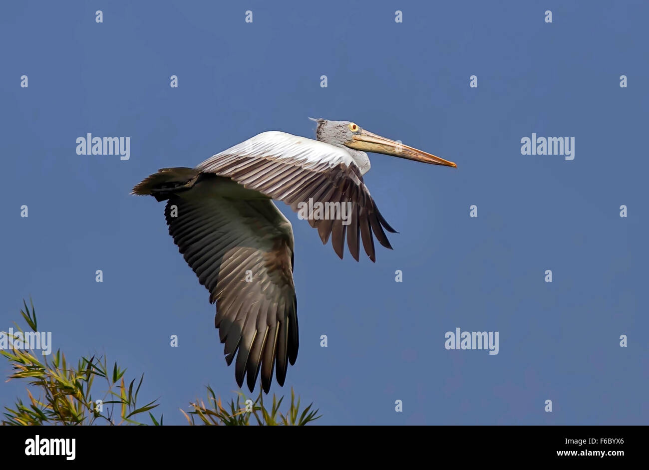 Facturés sur place, pelican ranganathittu Bird Sanctuary, Karnataka, Inde, Asie Banque D'Images