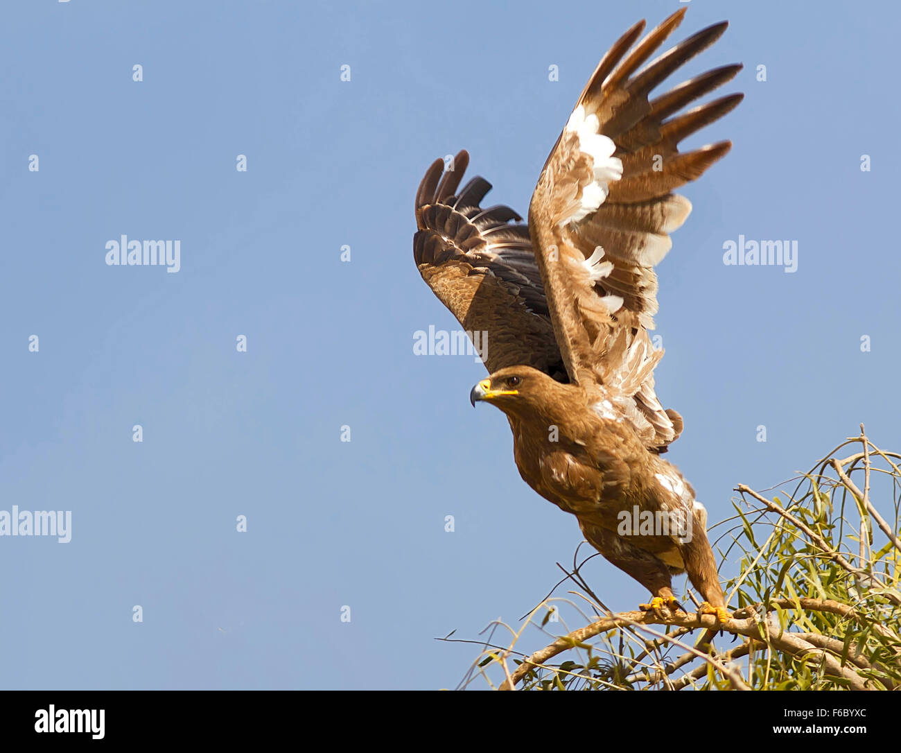 Steppe eagle, Bikaner, Rajasthan, Inde, Asie Banque D'Images