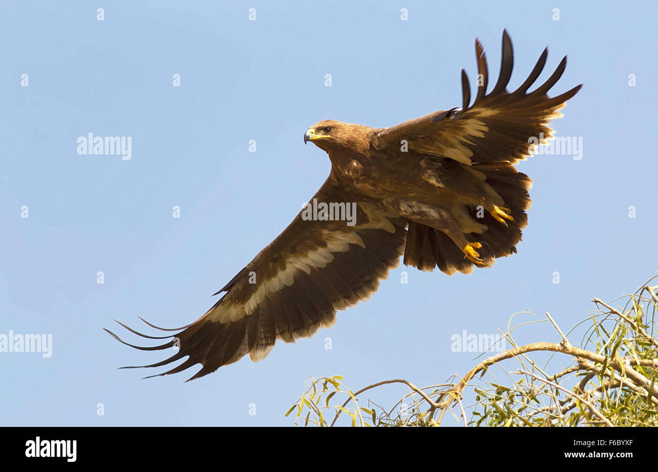 Steppe eagle, Bikaner, Rajasthan, Inde, Asie Banque D'Images