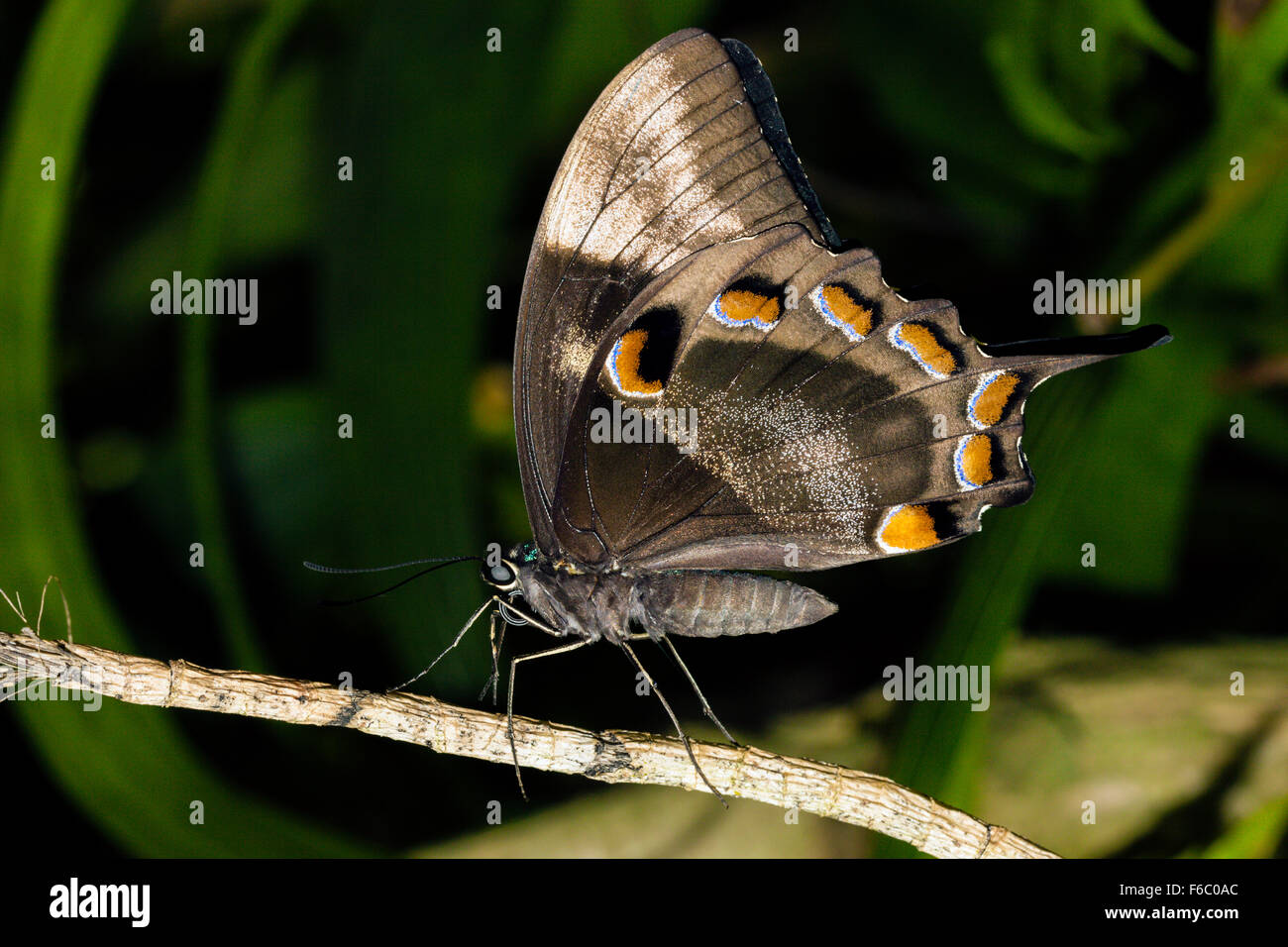 Papillon Papilio ulysses Ulysses, joesa, Queensland, Australie Banque D'Images