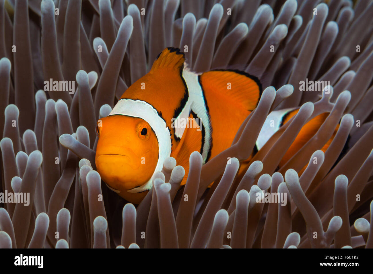 Amphiprion percula Clown, poisson clown, Grande Barrière de Corail, Australie Banque D'Images