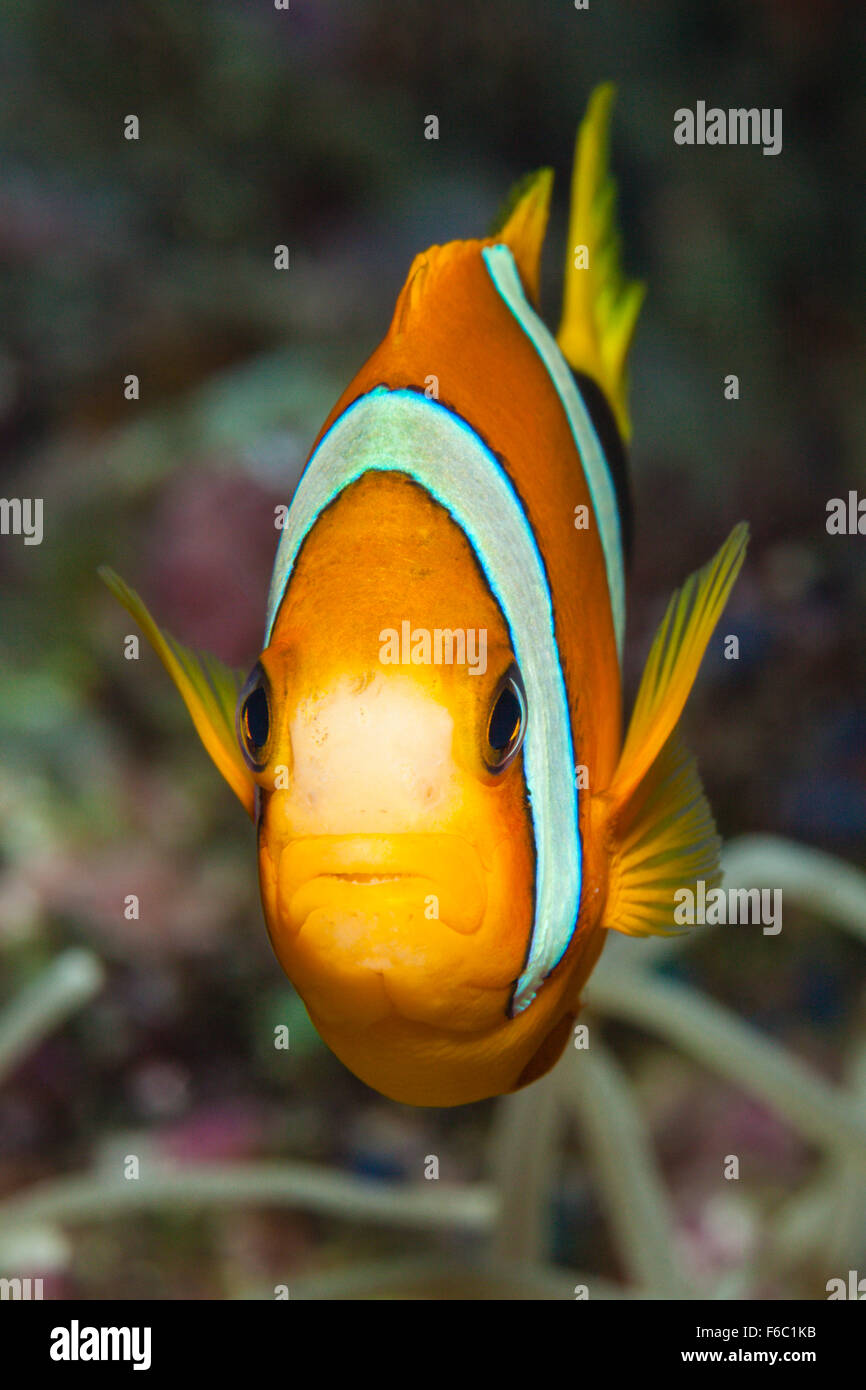 Poisson Clown Amphiprion clarkii, Clarks, Grande Barrière de Corail, Australie Banque D'Images