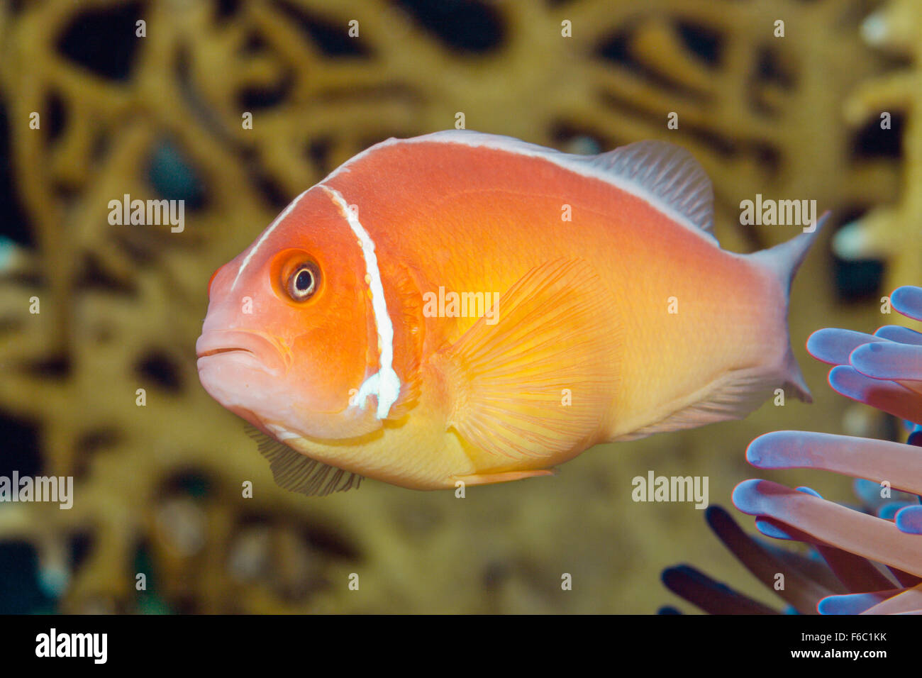 Poisson Clown Amphiprion perideraion, rose, Grande Barrière de Corail, Australie Banque D'Images