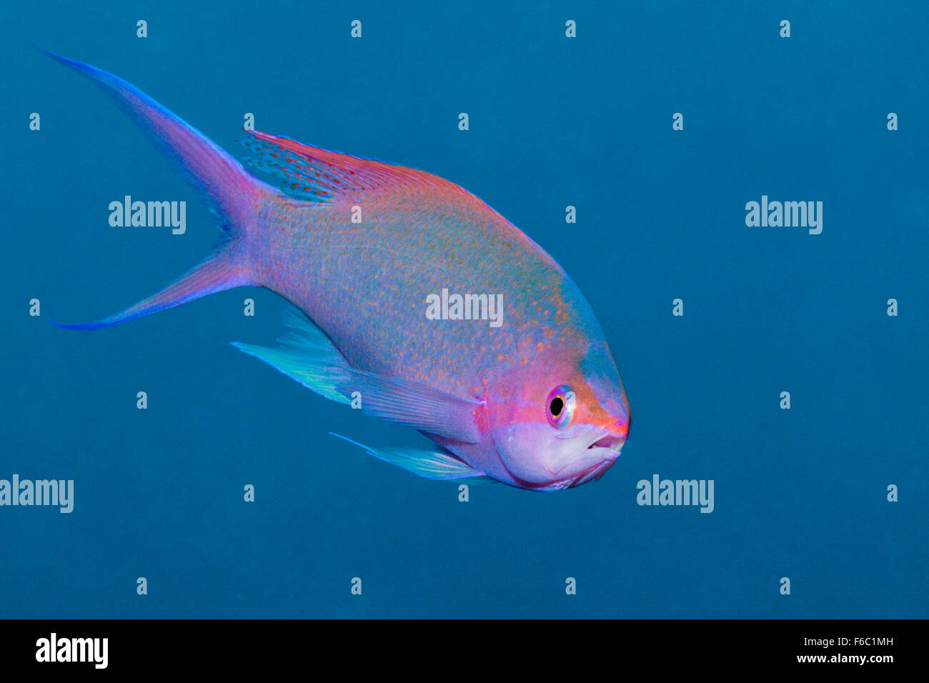 La Reine pourpre Anthias Pseudanthias, pascalus, Grande Barrière de Corail, Australie Banque D'Images