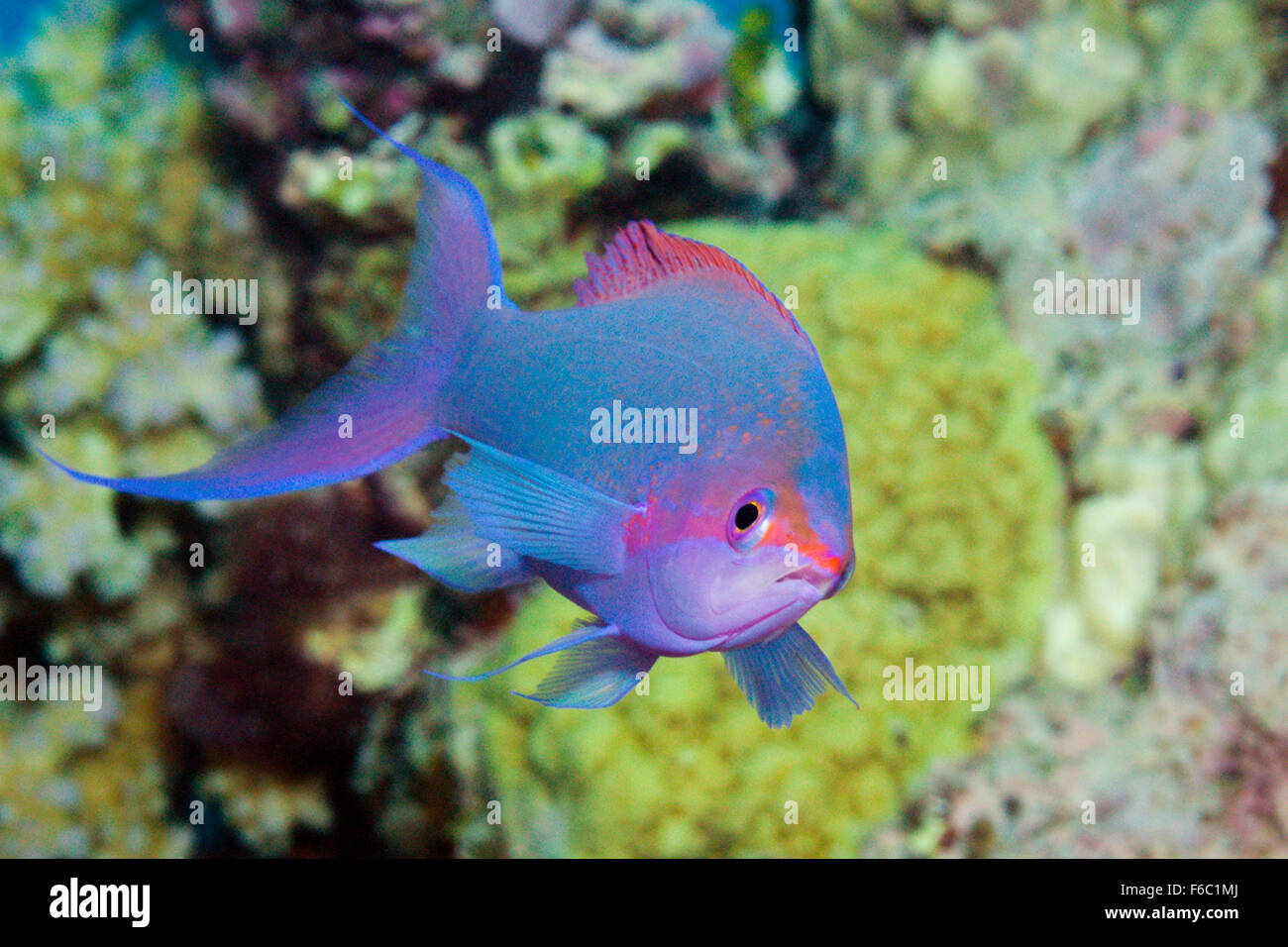 La Reine pourpre Anthias Pseudanthias, pascalus, Grande Barrière de Corail, Australie Banque D'Images