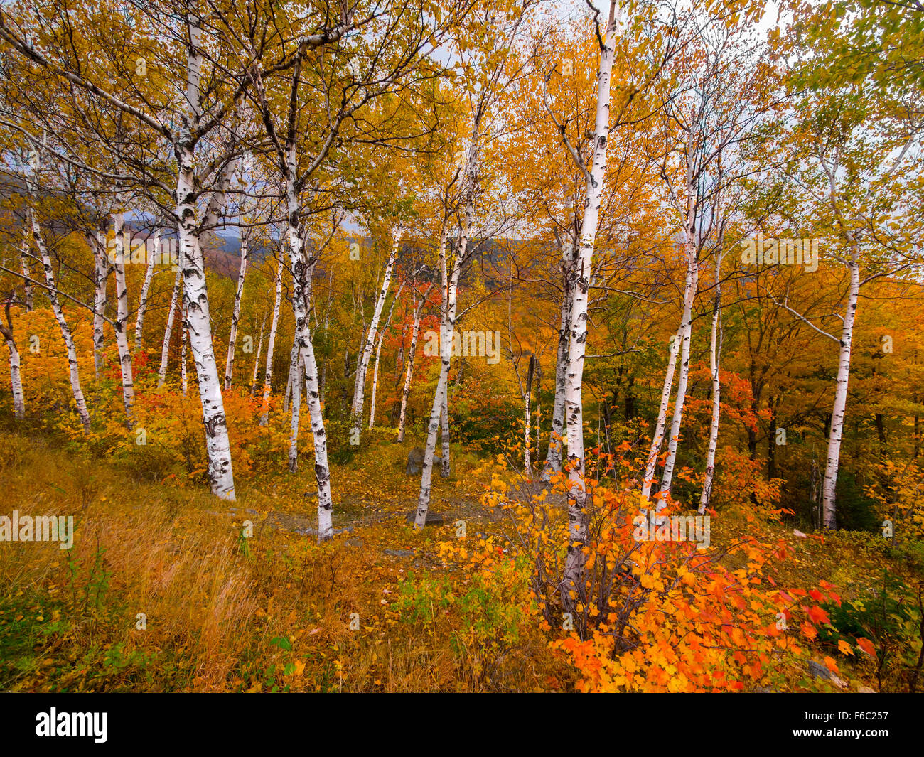 Des touffes d'arbres de bouleau de faible densité en forêt durant la saison feuillage Banque D'Images