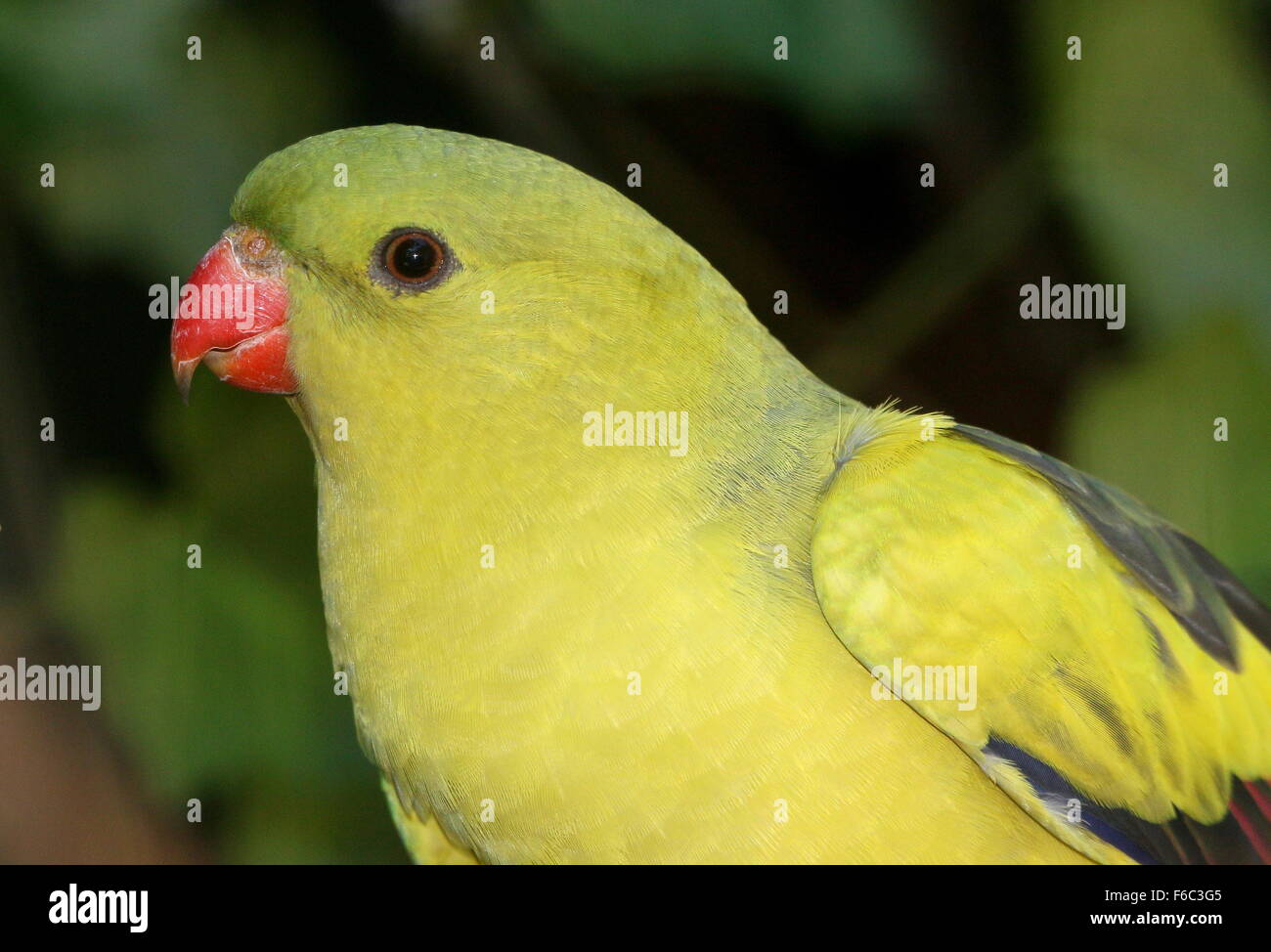 L'Australie du sud-ouest Regent parrot, alias Rock Pebbler (Polytelis anthopeplus parakeet) Banque D'Images