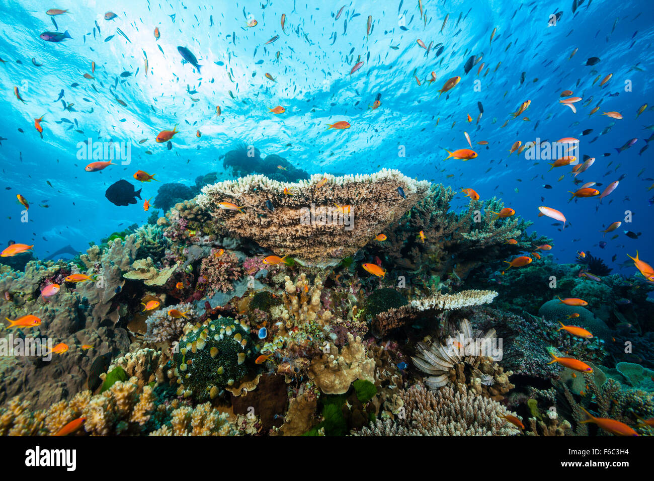 Coral Reef, Osprey Reef, Mer de Corail, Australie Banque D'Images