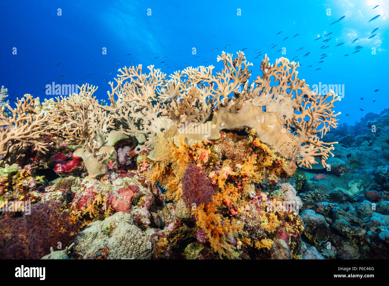 Coral Reef, Osprey Reef, Mer de Corail, Australie Banque D'Images
