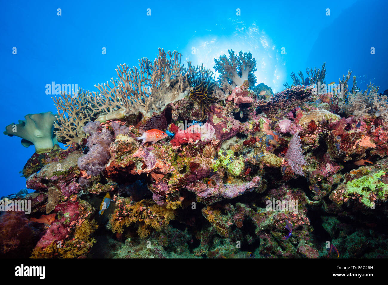 Coral Reef, Osprey Reef, Mer de Corail, Australie Banque D'Images