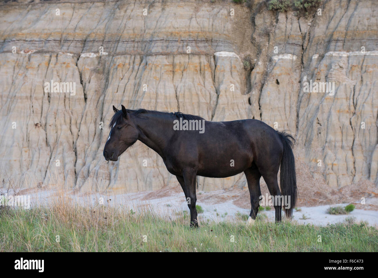 Wild Horse (Equs ferus), Mustang, Feral, Theodore Roosevelt National Park, N. Dakota, USA Banque D'Images