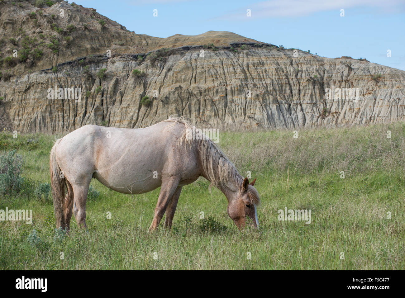 Le pâturage de chevaux sauvages (Equs ferus), Mustang, Feral, Theodore Roosevelt National Park, Dakota du Nord, dans l'ouest de l'Amérique du Nord Banque D'Images