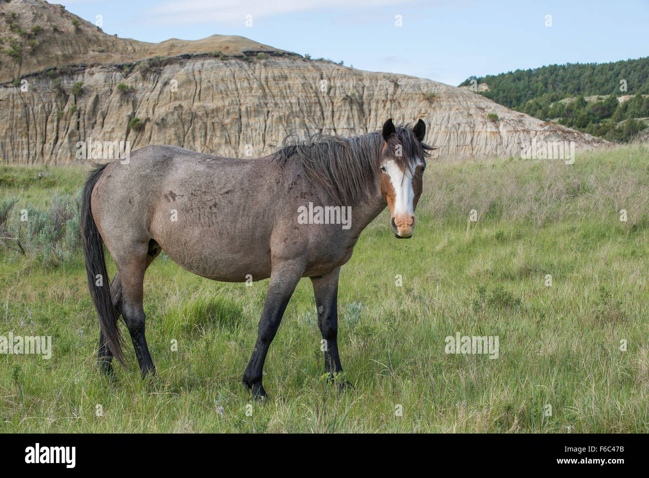 Wild Horse (Equs ferus), Mustang, Feral, Parc National Theodore Roosevelt, N.Dakota, USA Ouest Banque D'Images