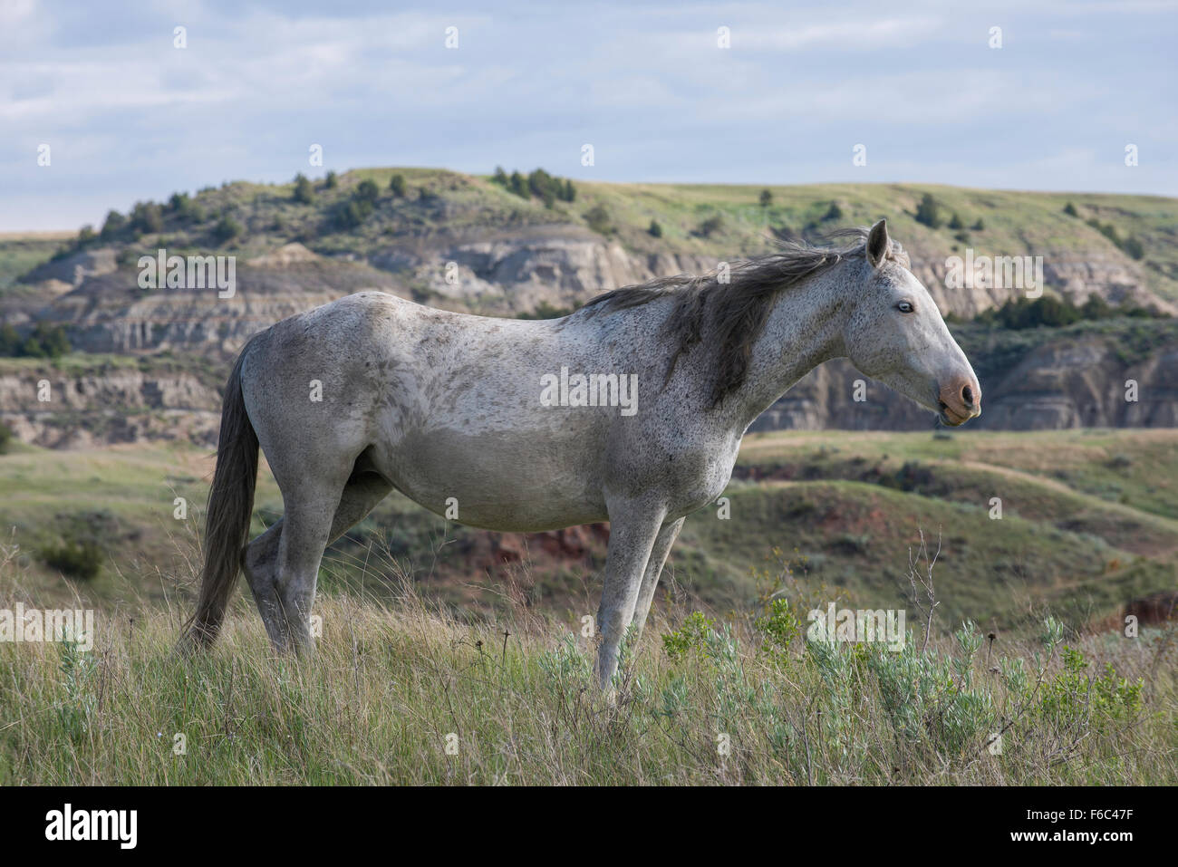 Wild Horse (Equs ferus), Mustang, Feral, Parc National Theodore Roosevelt, N.Dakota, USA Ouest Banque D'Images