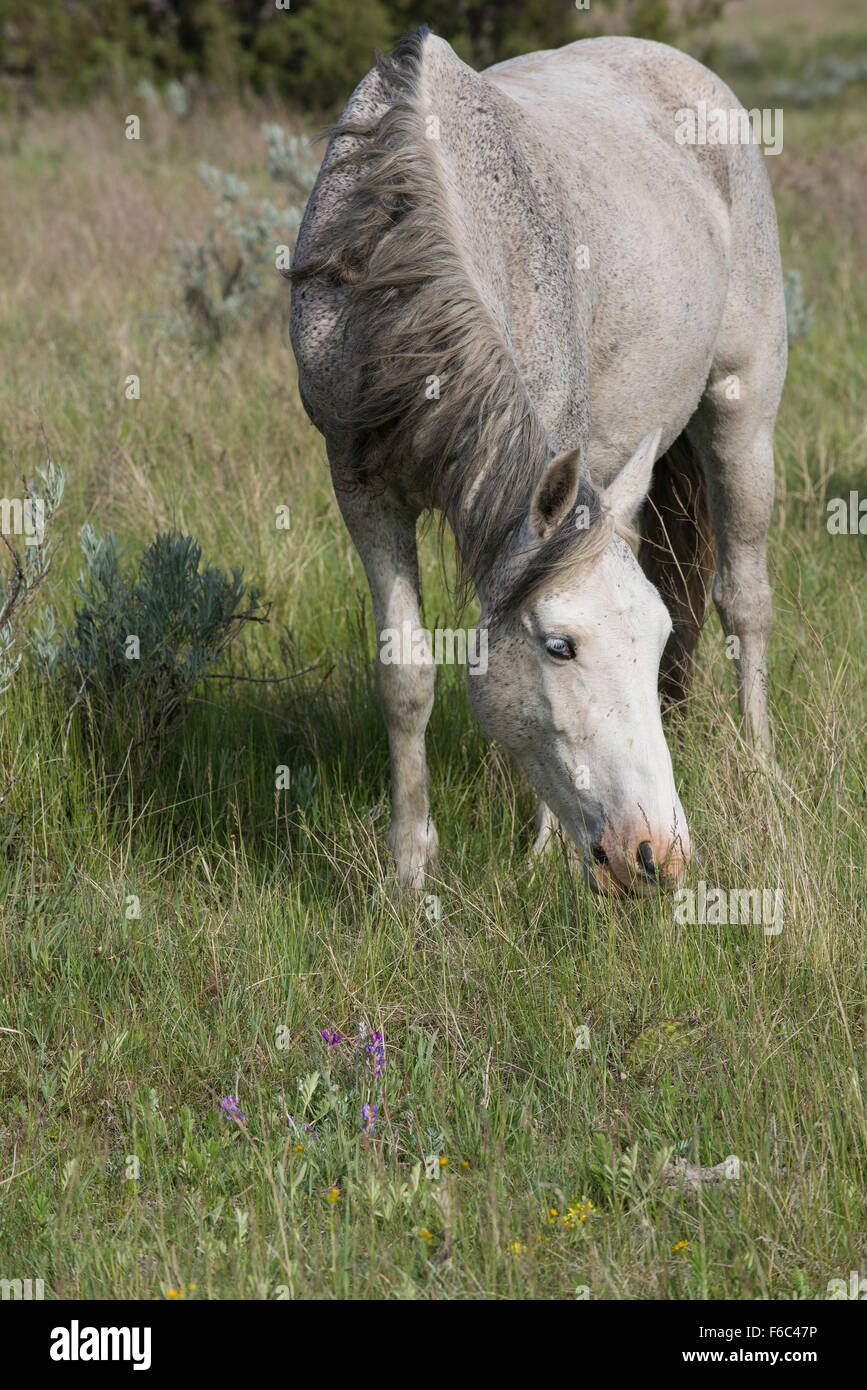 Le pâturage des chevaux sauvages (Equs ferus), Mustang, Feral, Theodore Roosevelt National Park, Dakota du Nord, dans l'ouest de l'Amérique du Nord Banque D'Images