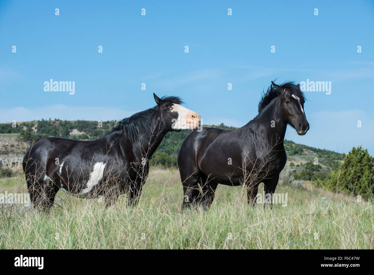 Les chevaux sauvages, (Equs ferus), Mustang, Feral, Parc National Theodore Roosevelt, N.Dakota, USA Ouest Banque D'Images