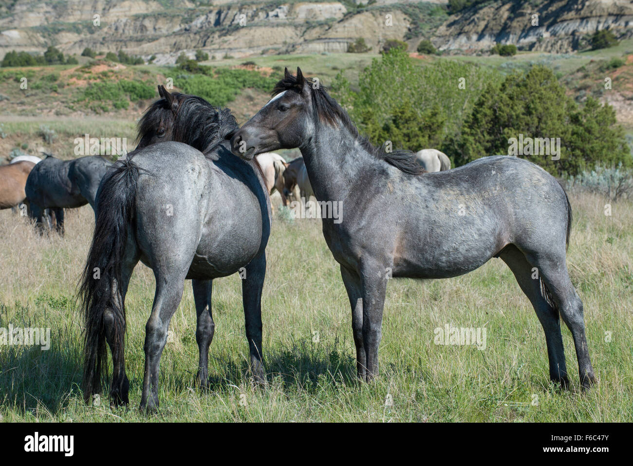 Les chevaux sauvages, (Equs ferus), Mustang, Feral, Parc National Theodore Roosevelt, N.Dakota, USA Ouest Banque D'Images