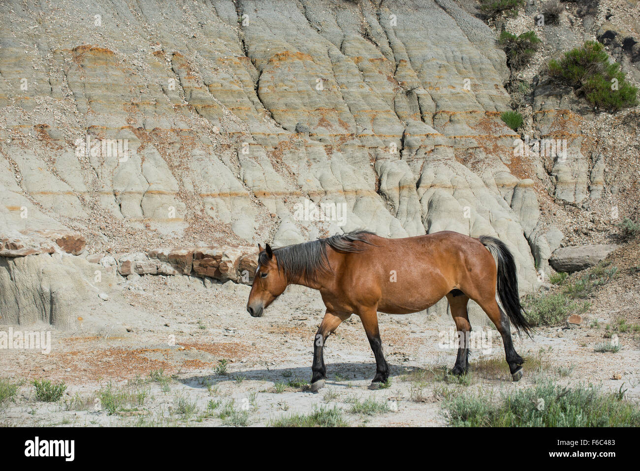 Wild Horse (Equs ferus), Mustang, Feral, Theodore Roosevelt National Park, N. Dakota, USA Banque D'Images