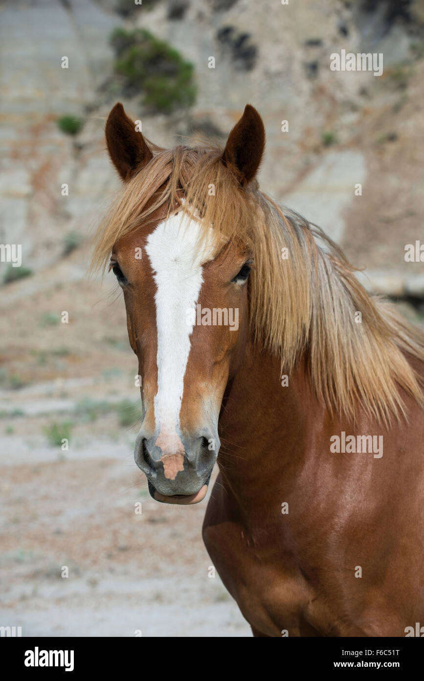 Wild Horse (Equs ferus), Mustang, Feral, head voir, Theodore Roosevelt National Park, N. Dakota, USA Banque D'Images
