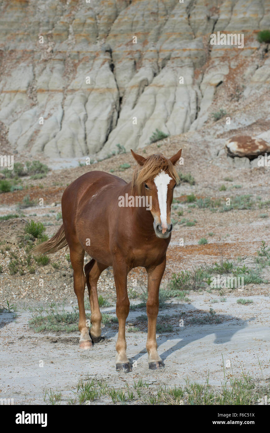 Wild Horse (Equs ferus), Mustang, Feral, Theodore Roosevelt National Park, N. Dakota, USA Banque D'Images