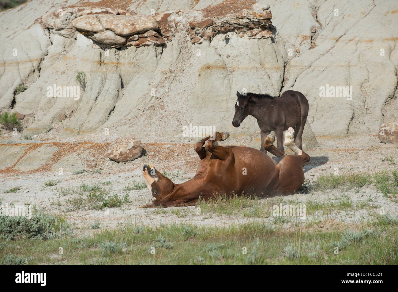 Prendre un bain de poussière de chevaux sauvages, se vautrer (Equs ferus), Mustang, Feral, dans l'ouest de l'Amérique du Nord Banque D'Images