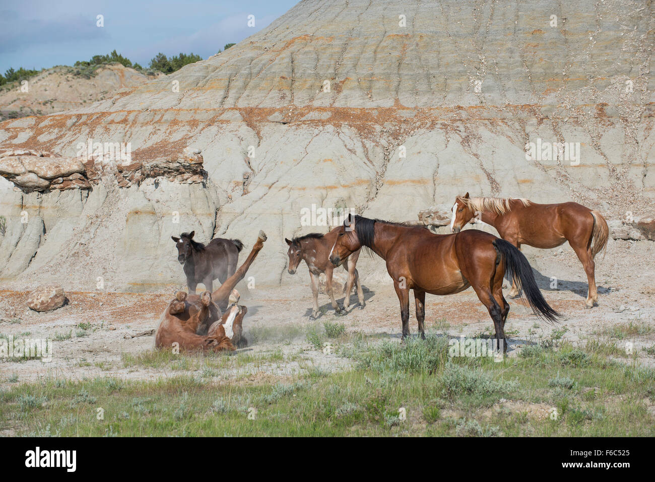 Prendre un bain de poussière de chevaux sauvages, se vautrer (Equs ferus), Mustang, Feral, dans l'ouest de l'Amérique du Nord Banque D'Images