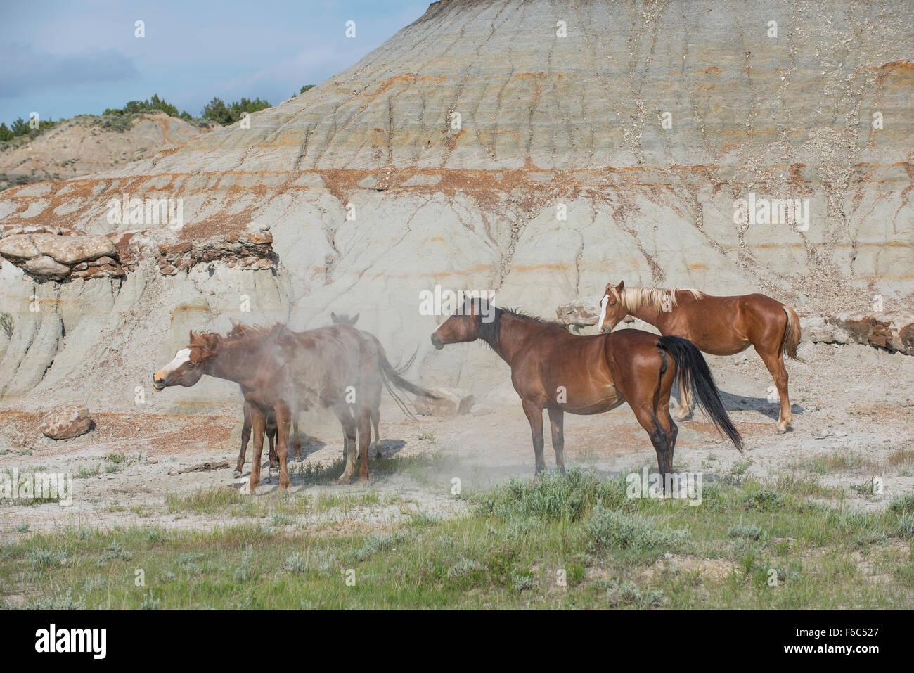 Prendre un bain de poussière de chevaux sauvages, se vautrer (Equs ferus), Mustang, Feral, dans l'ouest de l'Amérique du Nord Banque D'Images