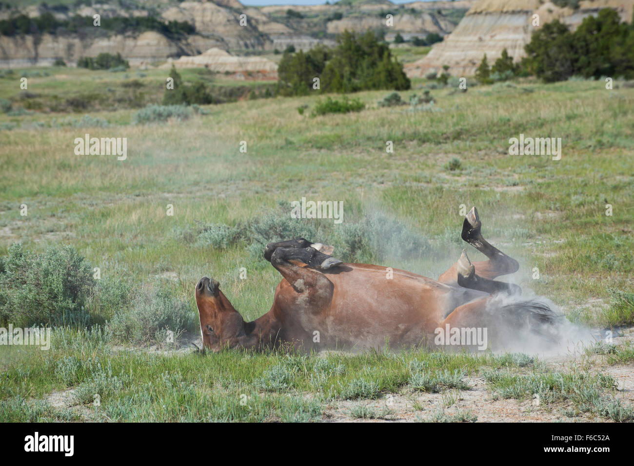 Prendre un bain de poussière de chevaux sauvages, se vautrer (Equs ferus), Mustang, Feral, dans l'ouest de l'Amérique du Nord Banque D'Images