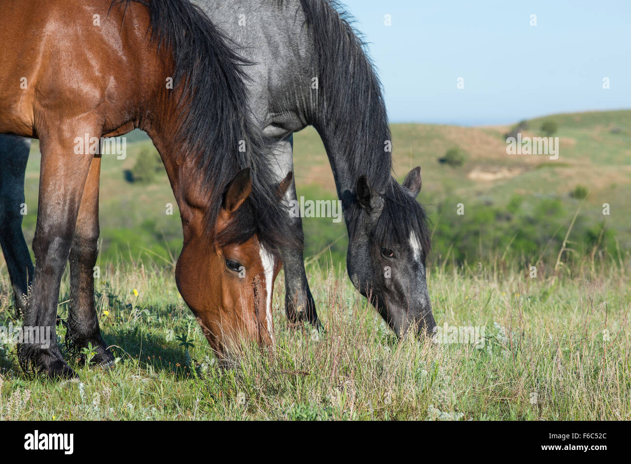 Le pâturage des chevaux sauvages (Equs ferus), Mustang, Feral, Theodore Roosevelt National Park, Dakota du Nord, dans l'ouest de l'Amérique du Nord Banque D'Images