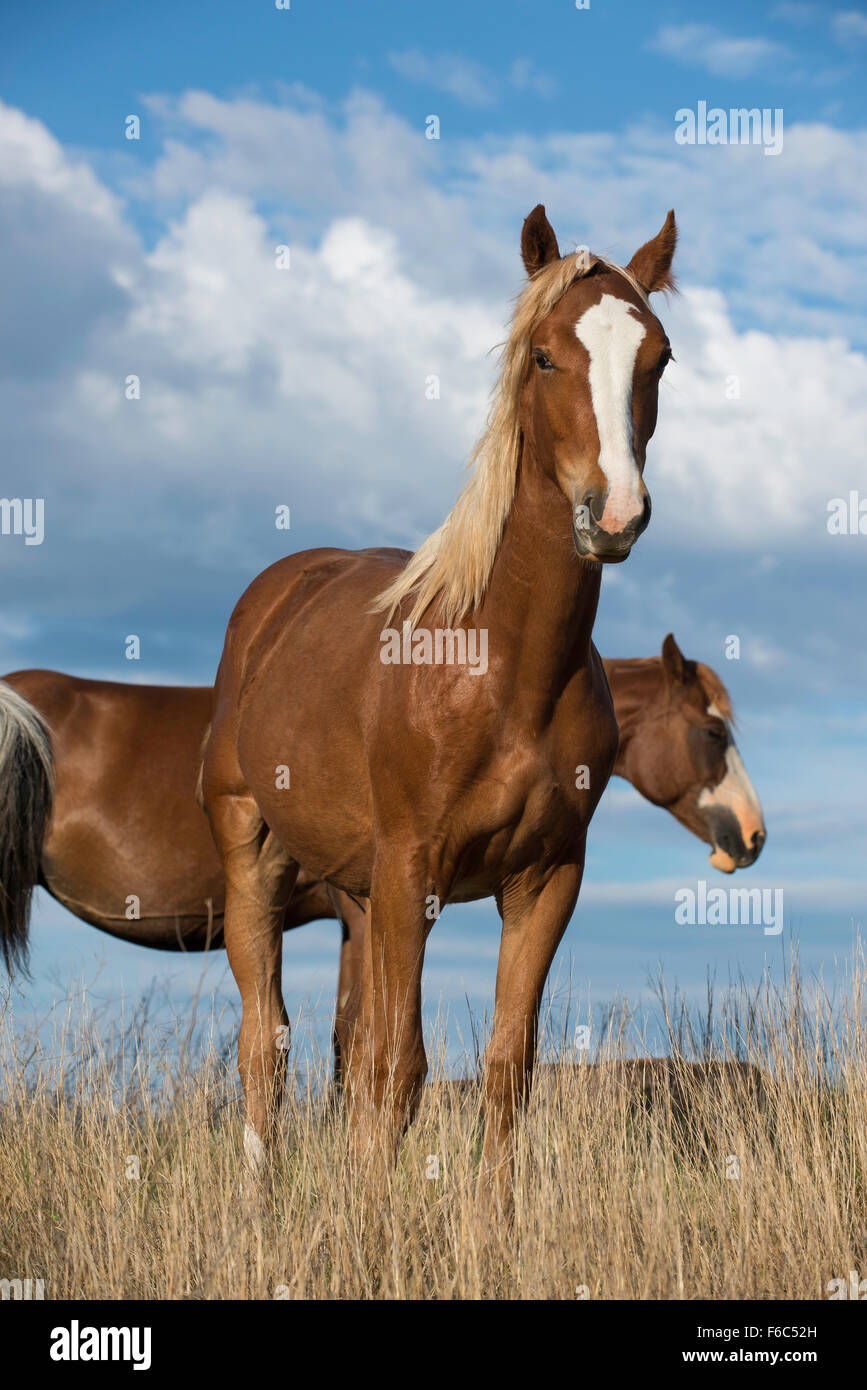 Les chevaux sauvages, (Equs ferus), Mustang, Feral, Theodore Roosevelt National Park, Dakota du Nord, dans l'ouest de l'Amérique du Nord Banque D'Images