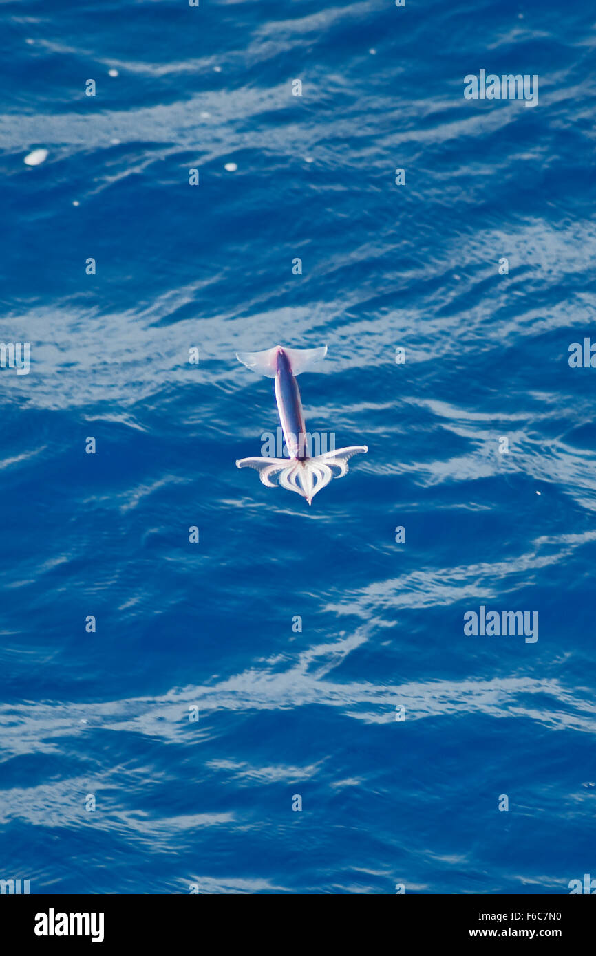 Très rare image d'un encornet volant néon (Ommastrephes bartramii) à la mi-air, l'océan Atlantique Sud, pas une manipulation numérique Banque D'Images