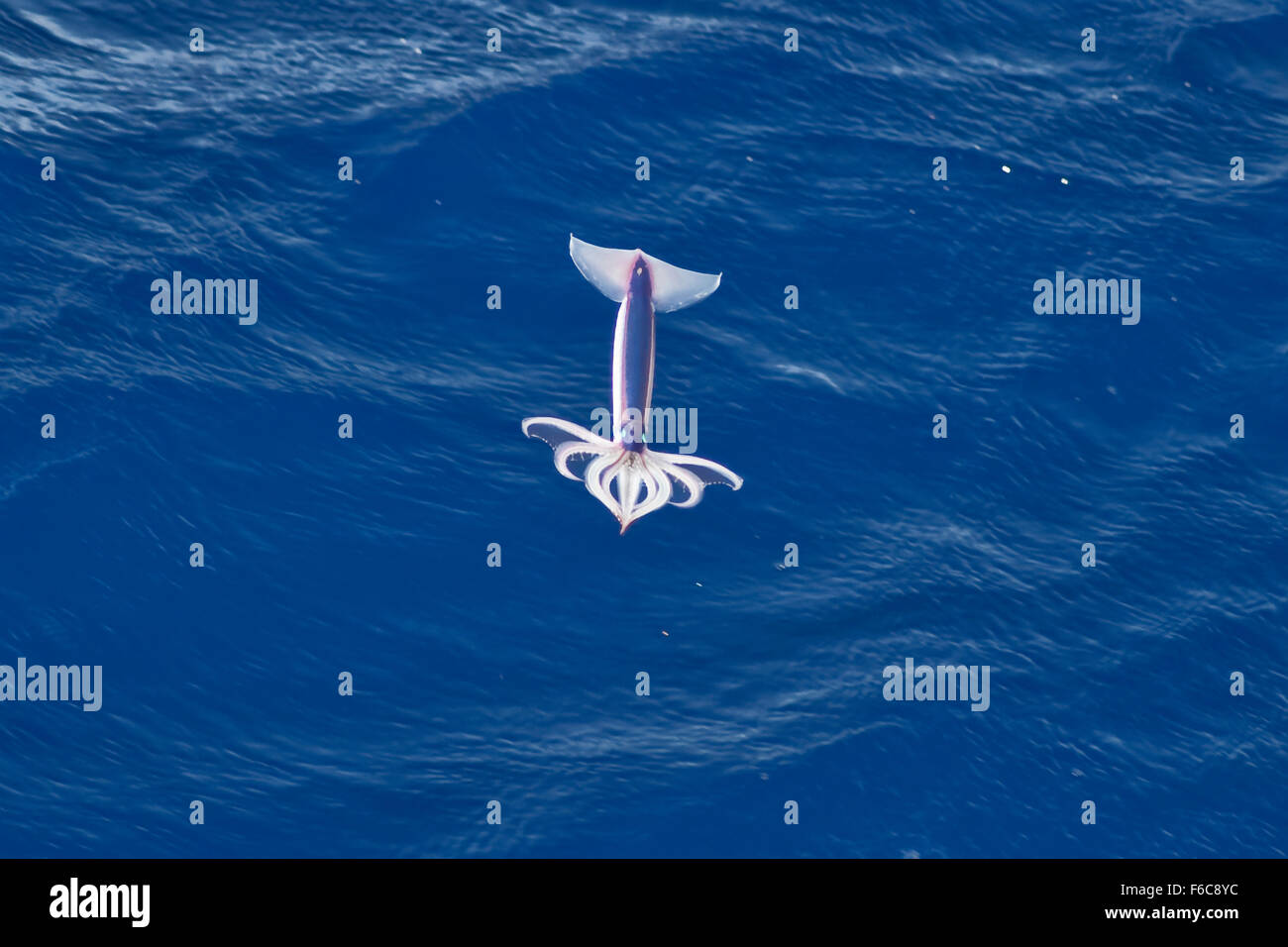 Très rare image d'un encornet volant néon (Ommastrephes bartramii) à la mi-air, l'océan Atlantique Sud, pas une manipulation numérique Banque D'Images
